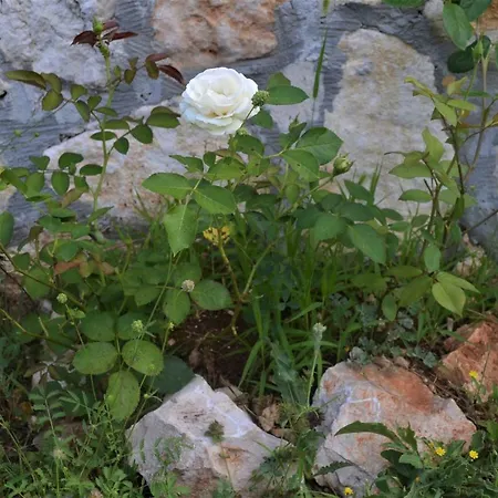 Holiday Stone Corner בית נופש *