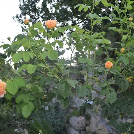 Holiday Stone Corner * רוביני